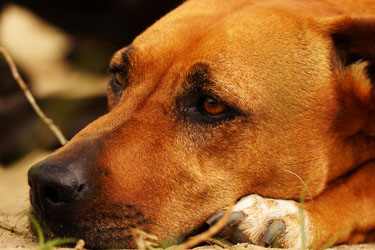 Hundebetreuung Friedrichshain 1